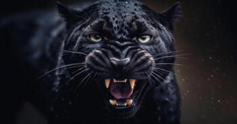 മലപ്പുറത്ത് ചേനപ്പാടിയില്‍ കരിമ്പുലിയിറങ്ങി