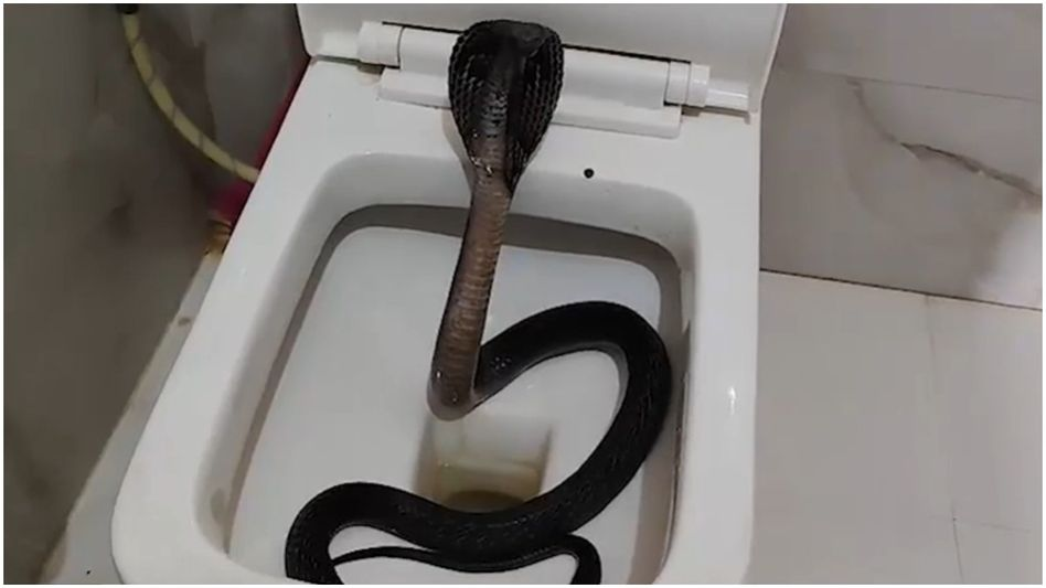 ക്ലോസറ്റിൽ ഉഗ്ര വിഷമുള്ള മൂർഖൻ! യുവാവ് രക്ഷപെട്ടത് തലനാരിഴയ്ക്ക്