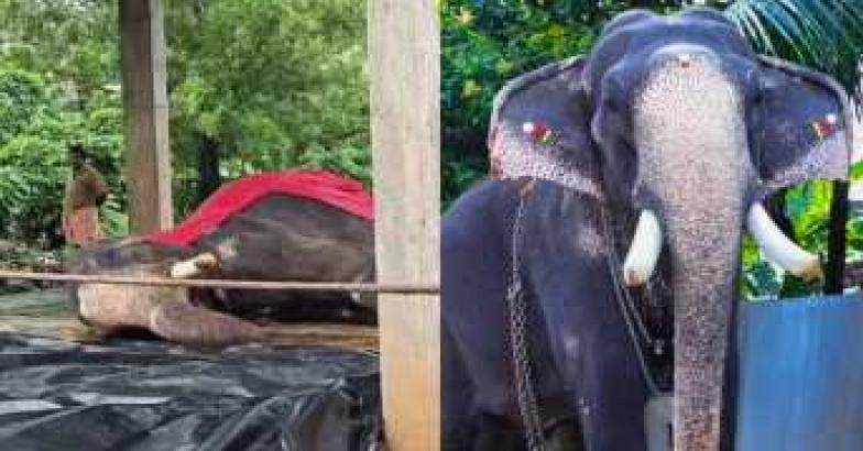 പൂരപ്പറമ്പിലെ വമ്പൻ കൊണാർക്ക്‌ കണ്ണൻ ചരിഞ്ഞു