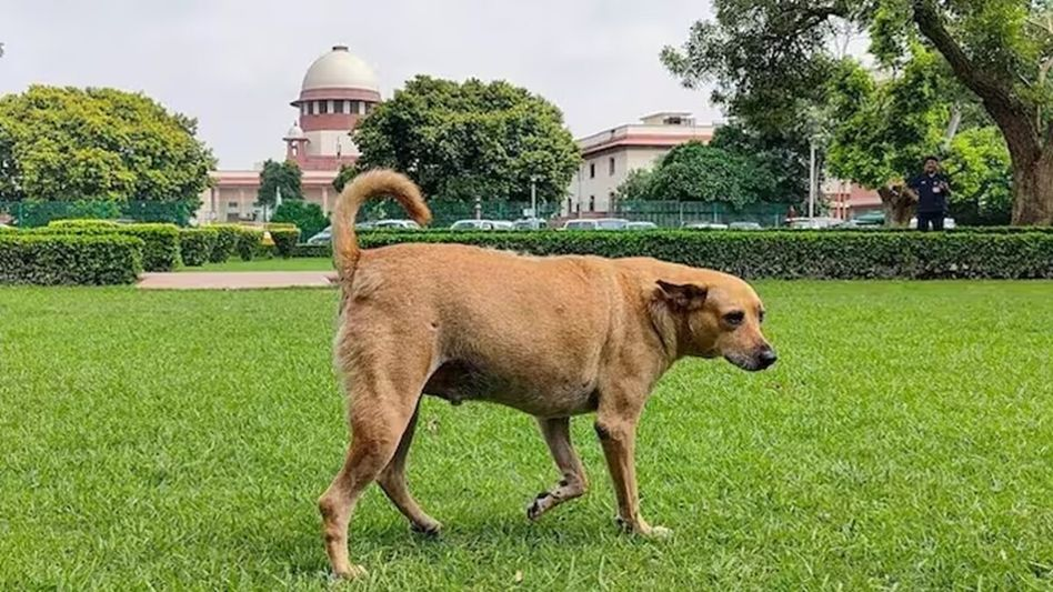 തെരുവ് നായകളെ നീക്കം ചെയ്യാനുള്ള ഉത്തരവ് തുടരും