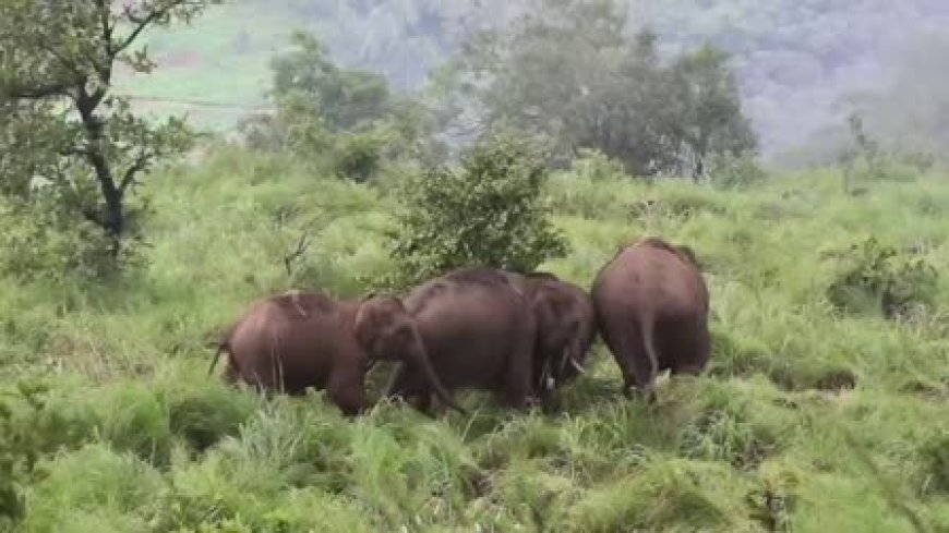 റാണിപുരത്ത് കാട്ടാനക്കൂട്ടം; ട്രക്കിങ് നിര്‍ത്തിവെച്ചു